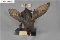 藏品(白冠雞)的圖片